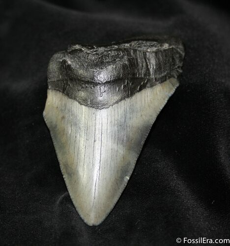 Inch Megalodon Tooth - Nice Blade #1045